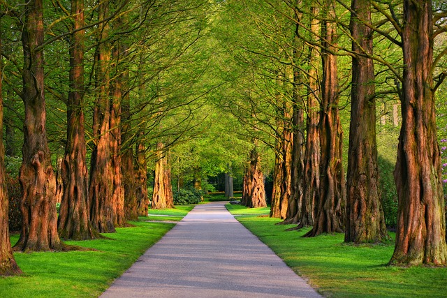 stromy lemovaná cesta