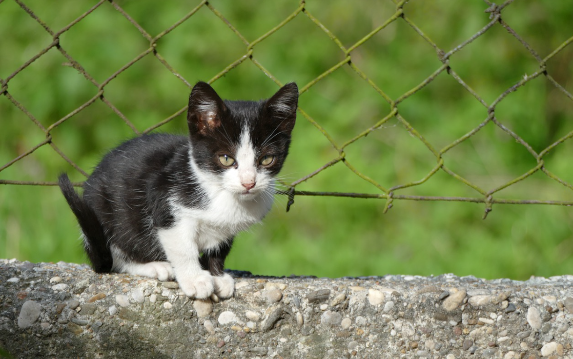 kočka na plotě